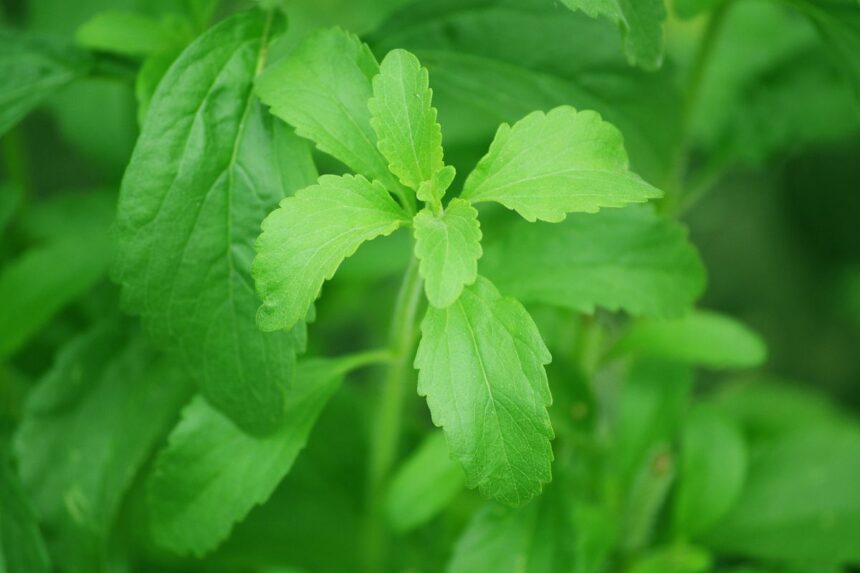 Manfaat Daun Stevia Sebagai Imunomodulator