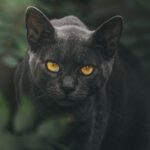 Mengapa Kucing Hitam Sering Dikaitkan dengan Nasib Buruk atau Pembawa Sial