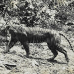 Peneliti BRIN Menemukan DNA Harimau Jawa yang Telah Punah pada Tahun 2003