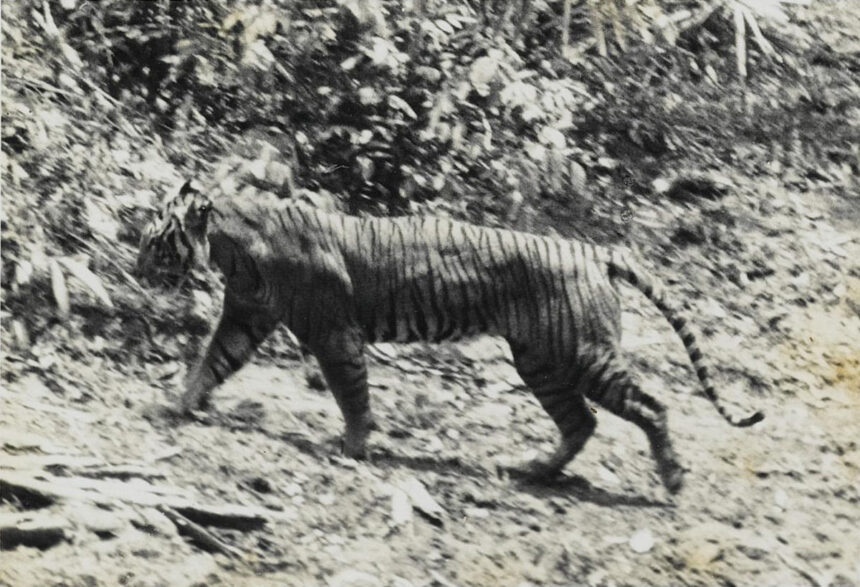 Peneliti BRIN Menemukan DNA Harimau Jawa yang Telah Punah pada Tahun 2003