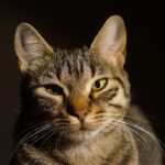 3 Fakta Menarik tentang Kumis Kucing Peliharaan yang Jarang Diketahui