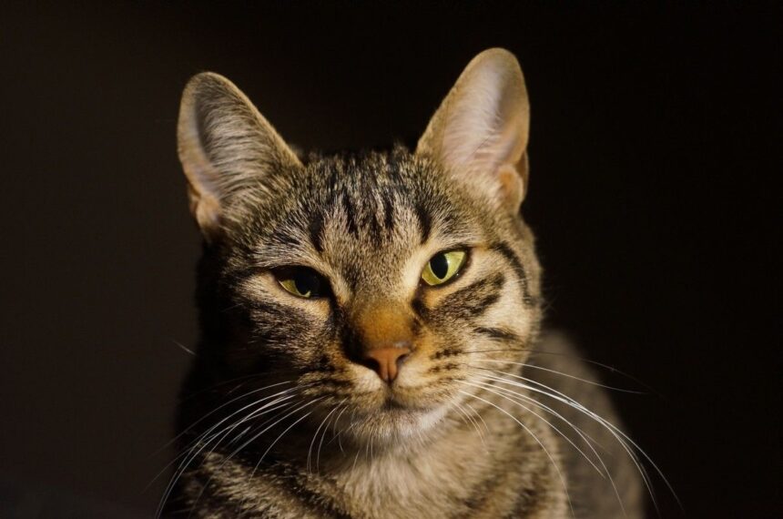 3 Fakta Menarik tentang Kumis Kucing Peliharaan yang Jarang Diketahui