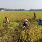 Bapanas Maksimalkan Penyerapan Pangan untuk Mencegah Dampak Gejolak Global