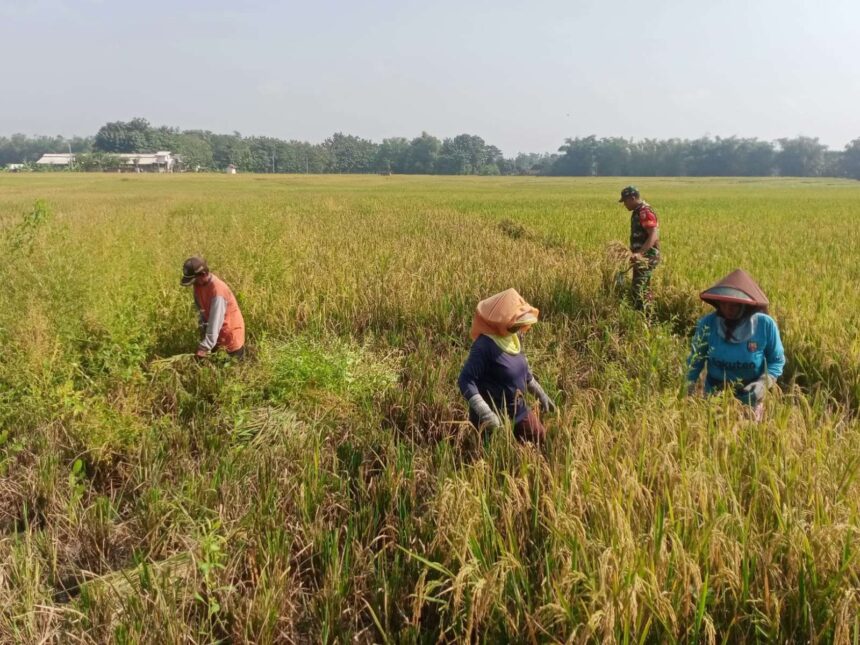 Bapanas Maksimalkan Penyerapan Pangan untuk Mencegah Dampak Gejolak Global