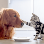 Cara Memperkenalkan dan Mengakrabkan Kucing dan Anjing Peliharaan, Langkah-Langkahnya!