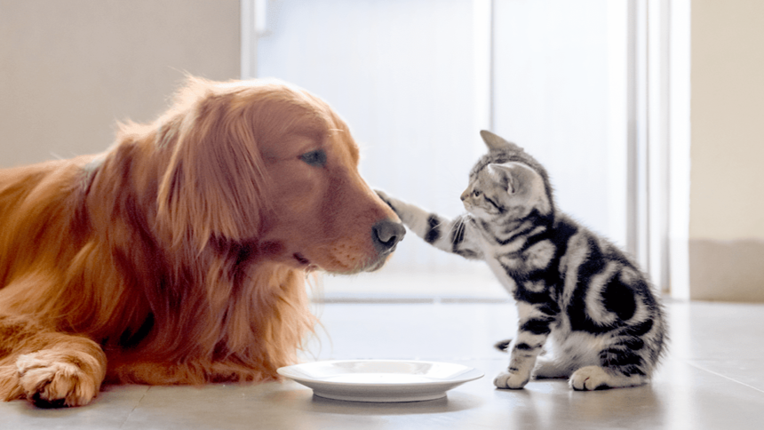 Cara Memperkenalkan dan Mengakrabkan Kucing dan Anjing Peliharaan, Langkah-Langkahnya!