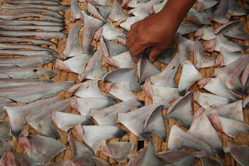 Diklaim Bermanfaat, Ini Dampak Negatif Konsumsi Daging dan Sirip Hiu