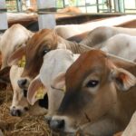 Human Initiative Mendorong Peternak Lokal untuk Memasok Hewan Qurban