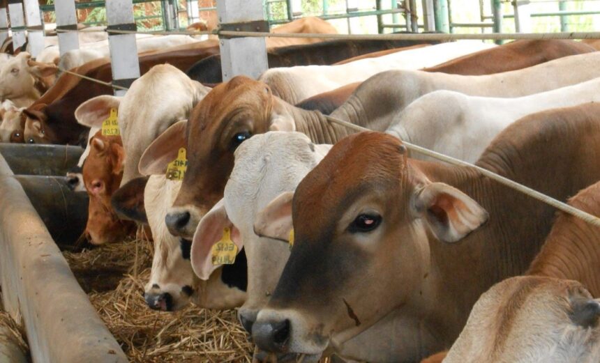 Human Initiative Mendorong Peternak Lokal untuk Memasok Hewan Qurban