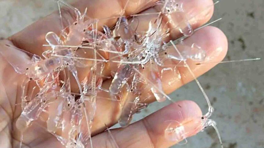 KKP : 5 Perusahaan Vietnam Berminat Berinvestasi dalam Benih Bening Lobster di Indonesia