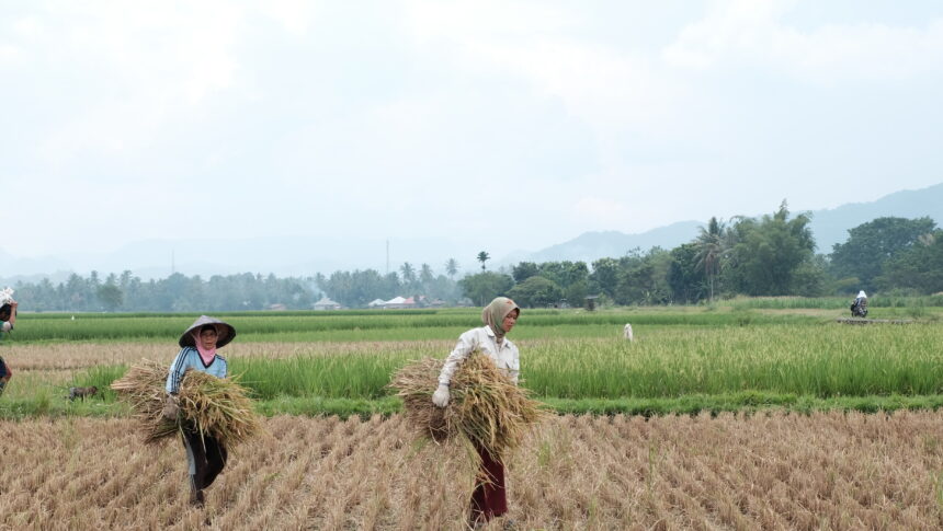 Kementerian PUPR Membangun Infrastruktur Air untuk Meningkatkan Produksi Pangan