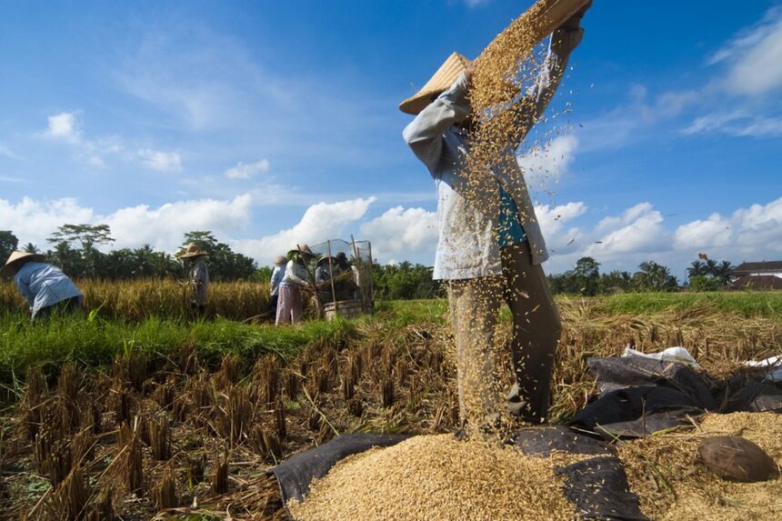 Kementerian Pertanian Menangani Penurunan Produksi Pertanian