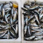 Konsumsi Ikan Sarden hingga Teri Mencegah 750 Ribu Kematian pada Tahun 2050