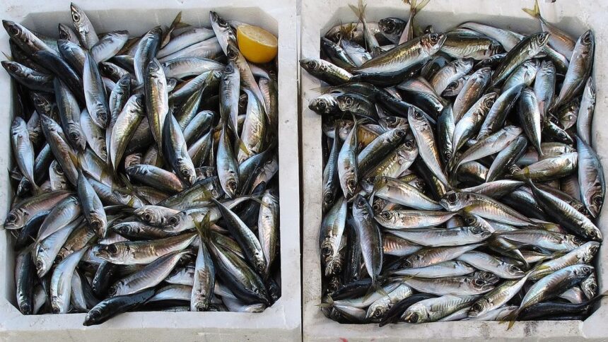 Konsumsi Ikan Sarden hingga Teri Mencegah 750 Ribu Kematian pada Tahun 2050