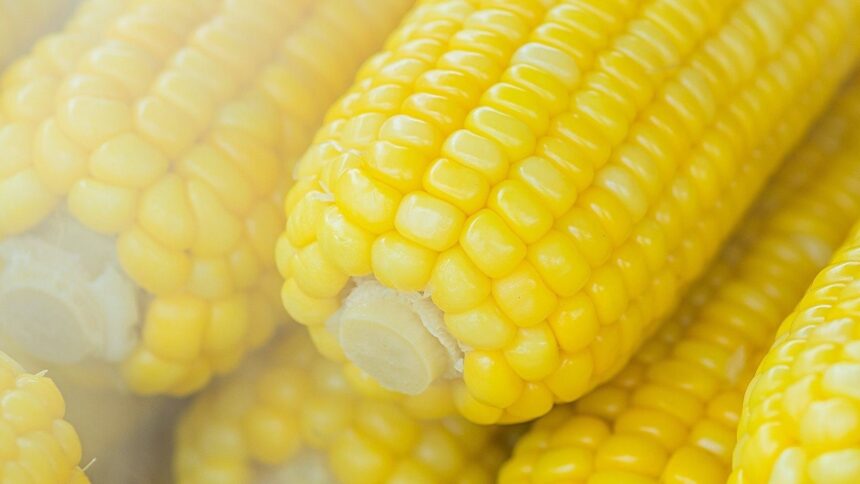 Manfaat Kesehatan Usus & Pencernaan dari Mengonsumsi Jagung