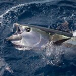 Membawa Tuna Menuju Posisi Unggul di Tingkat Global dan Nasional