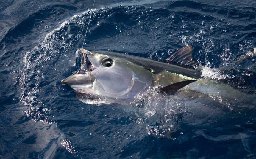 Membawa Tuna Menuju Posisi Unggul di Tingkat Global dan Nasional