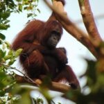 Memperkuat Penegakan Hukum untuk Mengatasi Perdagangan Orangutan Kalimantan