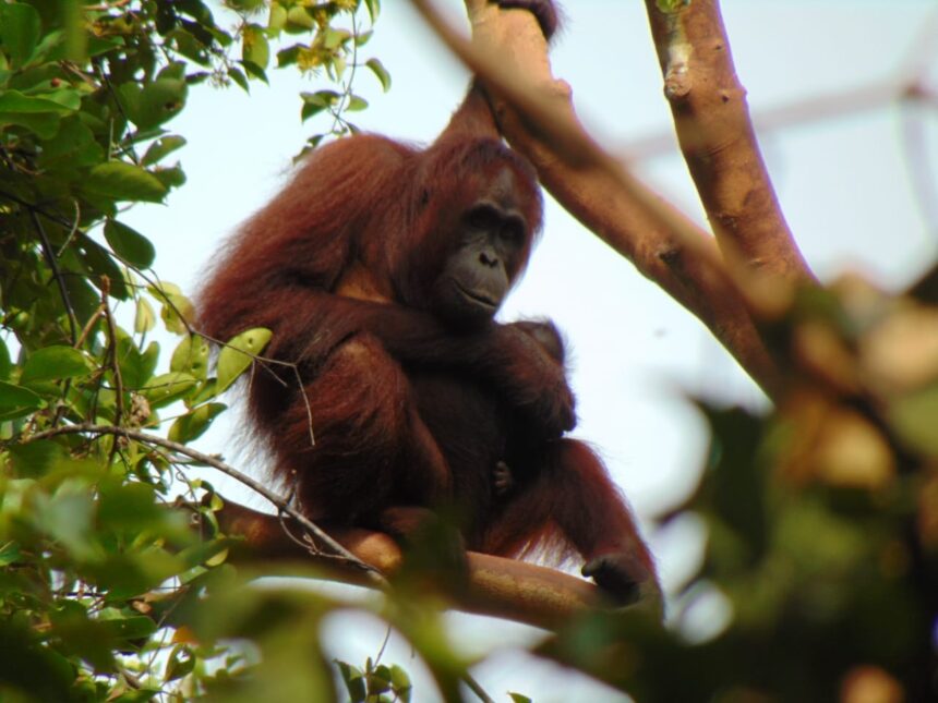 Memperkuat Penegakan Hukum untuk Mengatasi Perdagangan Orangutan Kalimantan