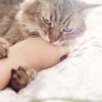Apakah Kucing Lebih Menyukai Manusia yang Tidak Menyukai Mereka?