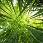 Bambu : Solusi Serbaguna untuk Masa Depan Industri Berkelanjutan
