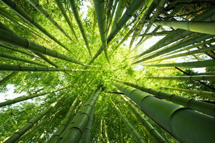 Bambu : Solusi Serbaguna untuk Masa Depan Industri Berkelanjutan