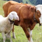 Daftar Harga Sapi dan Kambing untuk Perayaan Idul Adha 2024