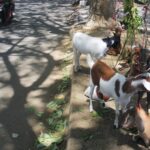Dilarang! Pedagang Tidak Boleh Menjajakan Hewan Kurban di Pinggir Jalan
