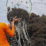 Indonesia Meluncurkan Pusat Penelitian Rumput Laut Internasional