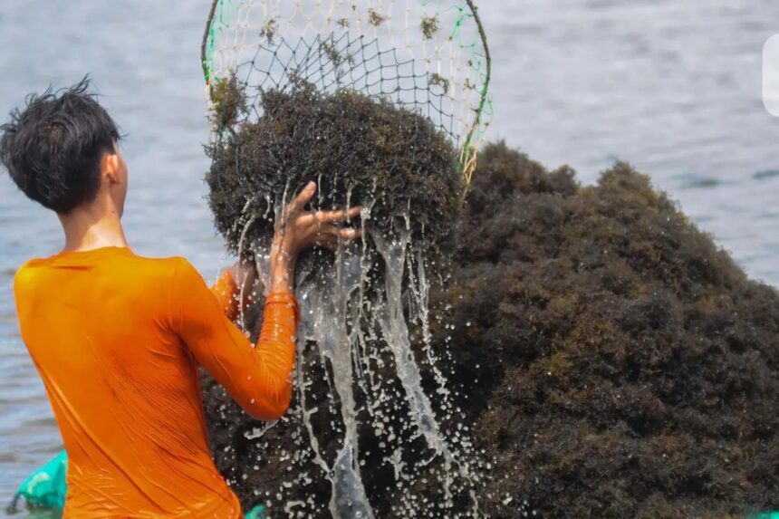 Indonesia Meluncurkan Pusat Penelitian Rumput Laut Internasional