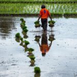 Kementan Menjamin Kesejahteraan Petani Melalui Program Pompanisasi