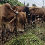Kurban, Distribusi ke Daerah 3T, dan Amanah yang Perlu Dipertahankan
