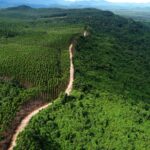 OIKN Menggandeng Masyarakat Adat untuk Melestarikan Hutan Nusantara