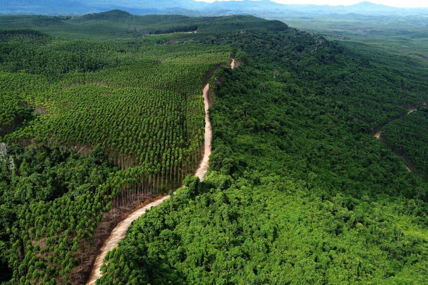OIKN Menggandeng Masyarakat Adat untuk Melestarikan Hutan Nusantara
