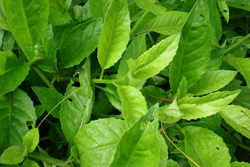 Rahasia Tersembunyi! Inilah 5 Manfaat Mengonsumsi Daun Sambung Nyawa