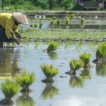 Saran BRIN, Petani Diimbau untuk Mempercepat Penanaman Padi