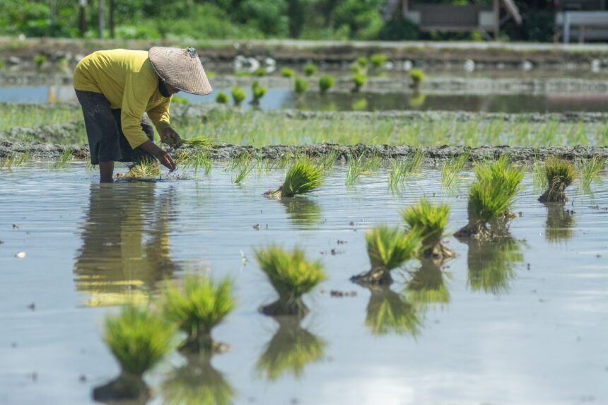 Saran BRIN, Petani Diimbau untuk Mempercepat Penanaman Padi