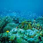 KKP Menegaskan Komitmennya terhadap Program untuk Mendukung Kelestarian Laut