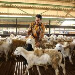 Kementan Memastikan Ketersediaan Hewan Ternak untuk Idul Adha Aman
