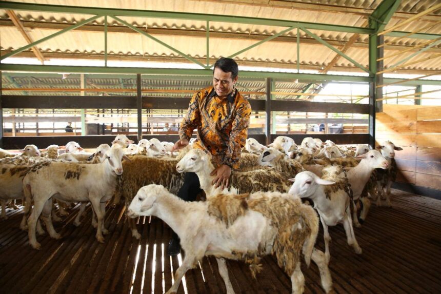 Kementan Memastikan Ketersediaan Hewan Ternak untuk Idul Adha Aman