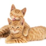 Mengapa Kucing Saling Mencium Bokong? Ini Alasannya!
