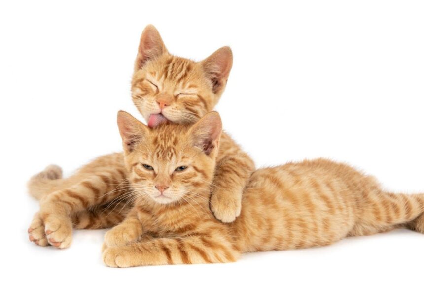 Mengapa Kucing Saling Mencium Bokong? Ini Alasannya!