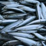 Mengapa Mengonsumsi Ikan Kecil Bermanfaat untuk Mengurangi Risiko Kematian?