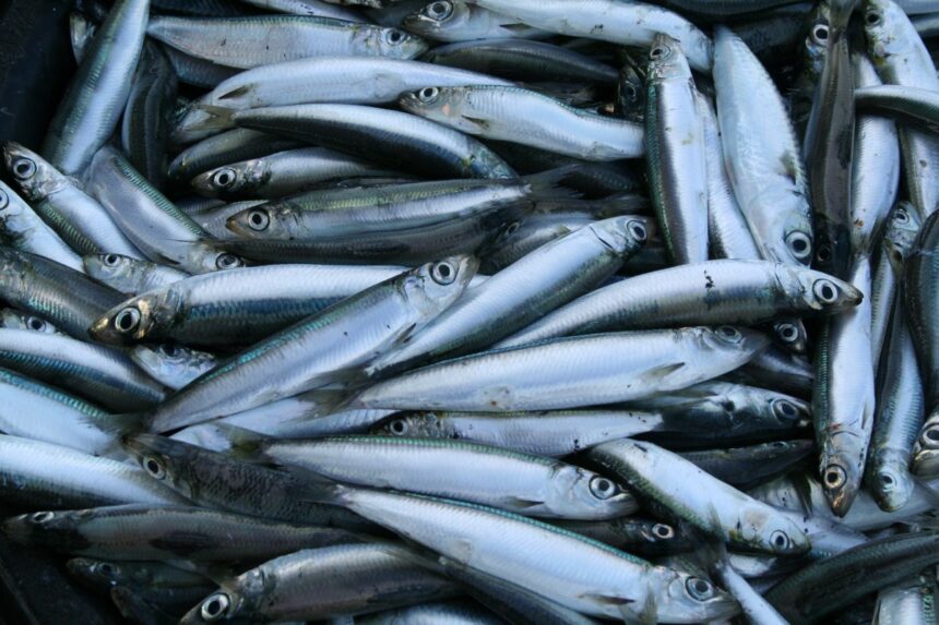 Mengapa Mengonsumsi Ikan Kecil Bermanfaat untuk Mengurangi Risiko Kematian?