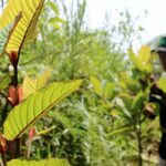Menkes : Daun Kratom Bukan Narkoba, Ini Penjelasannya!