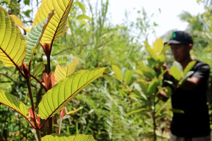 Menkes : Daun Kratom Bukan Narkoba, Ini Penjelasannya!