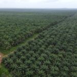 Menko Hadi : Indonesia Akan Menerima 127 Hektare Lahan Sawit dari Malaysia