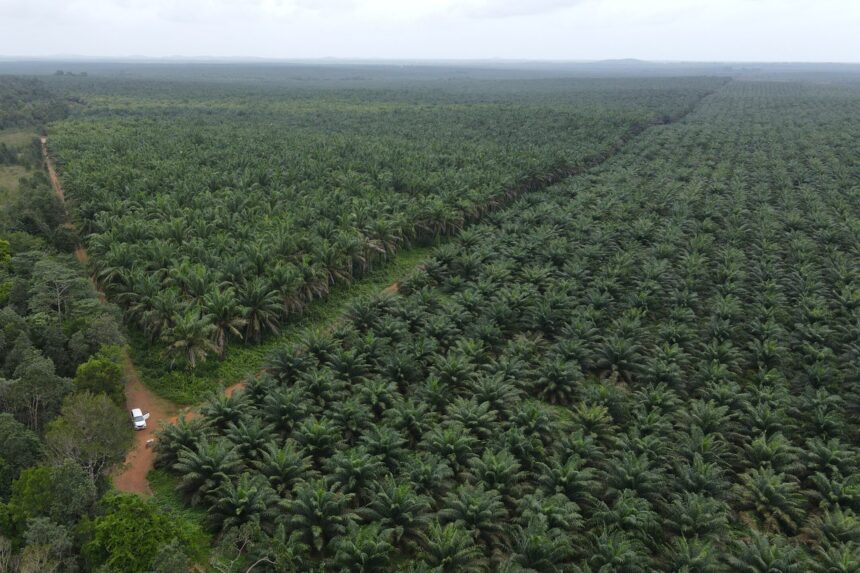 Menko Hadi : Indonesia Akan Menerima 127 Hektare Lahan Sawit dari Malaysia