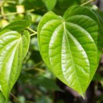 10 Rebusan Daun Ajaib untuk Meredakan Batuk Saat Kelelahan