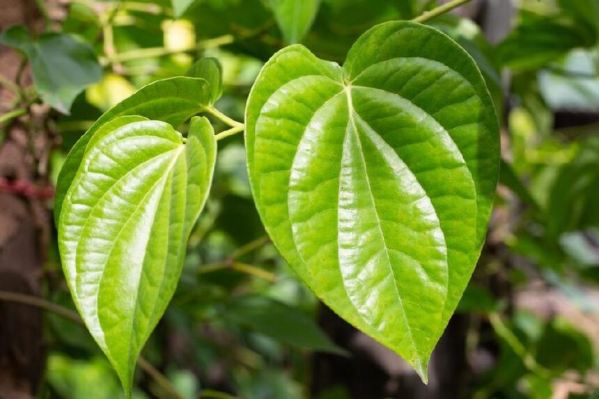 10 Rebusan Daun Ajaib untuk Meredakan Batuk Saat Kelelahan